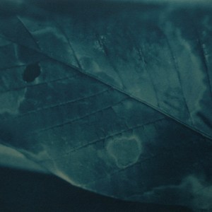 o.T., 1996, ca.60x45cm, Cyanotypie, 1+1AP