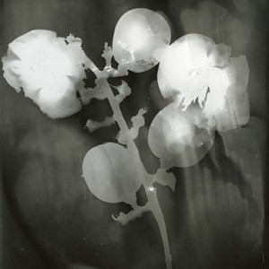 "Blazing Fruits no.6", 2011, ca. 140x100cm, Photogram / Fine Art Print, 1+1 AP