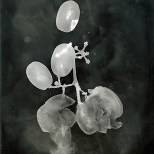 "Blazing Fruits no.13", 2011, ca. 140x100cm, Photogram / Fine Art Print, 1+1 AP