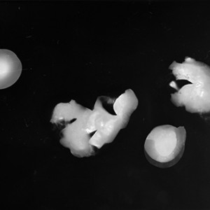 "Blazing Fruits no.19", 2011, ca. 100x140cm, Photogram / Fine Art Print, 1+1 AP