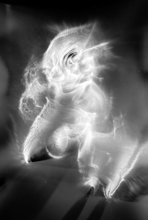 “AN no.8″, 2019, ca. 130x100cm, photogram on colorfilm:C-Print analog, 2+1 AP