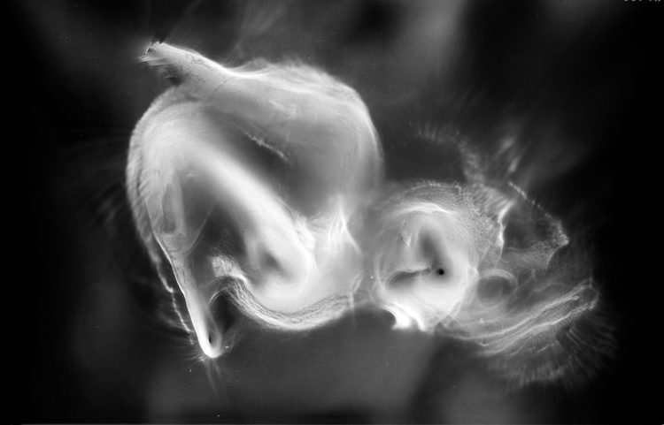 “BN no.8″, 2019, ca. 100x130cm, photogram on colorfilm:C-Print analog, 2+1 AP