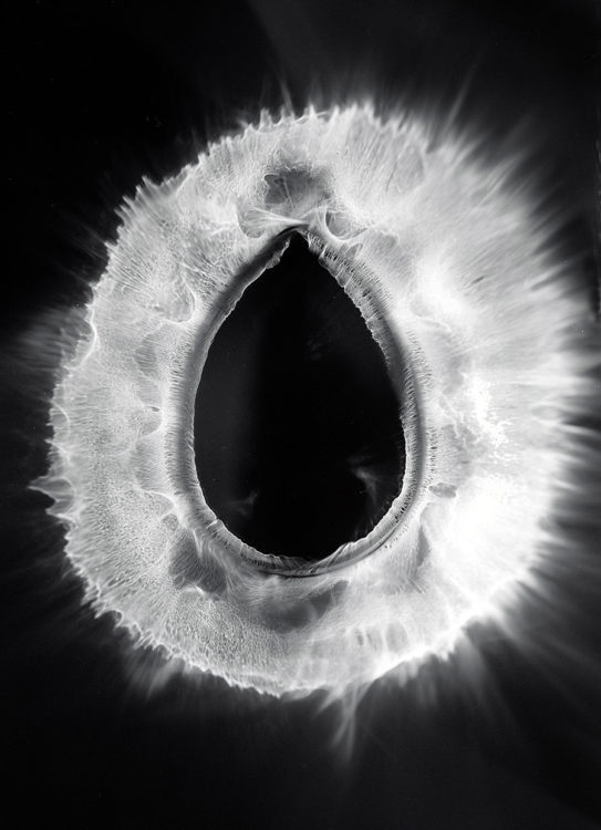 “VAG No.7″, 2016, ca. 120x90cm, photogram on colorfilm:C-Print analog, 2+1 AP